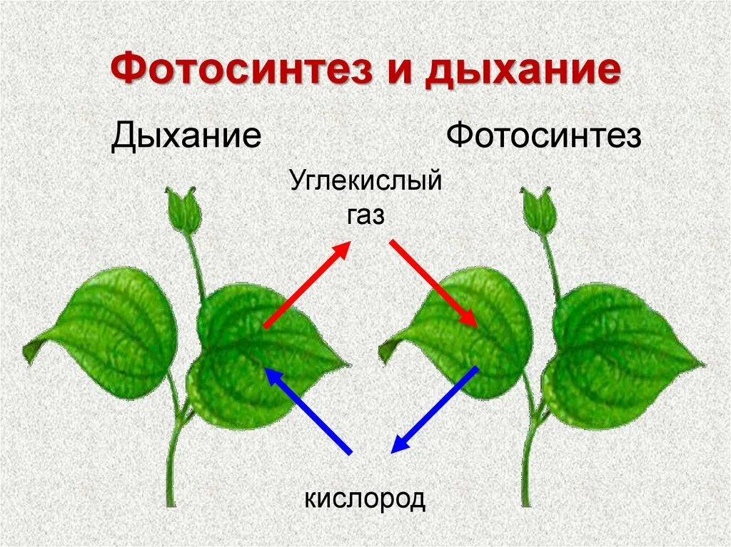 Растение дыхание фотосинтез у растений. Кислород фотосинтез дыхание углекислый ГАЗ. Схема фотосинтеза и дыхания растений. Процесс дыхания и фотосинтеза у растений. Дыхание как и фотосинтез ответы