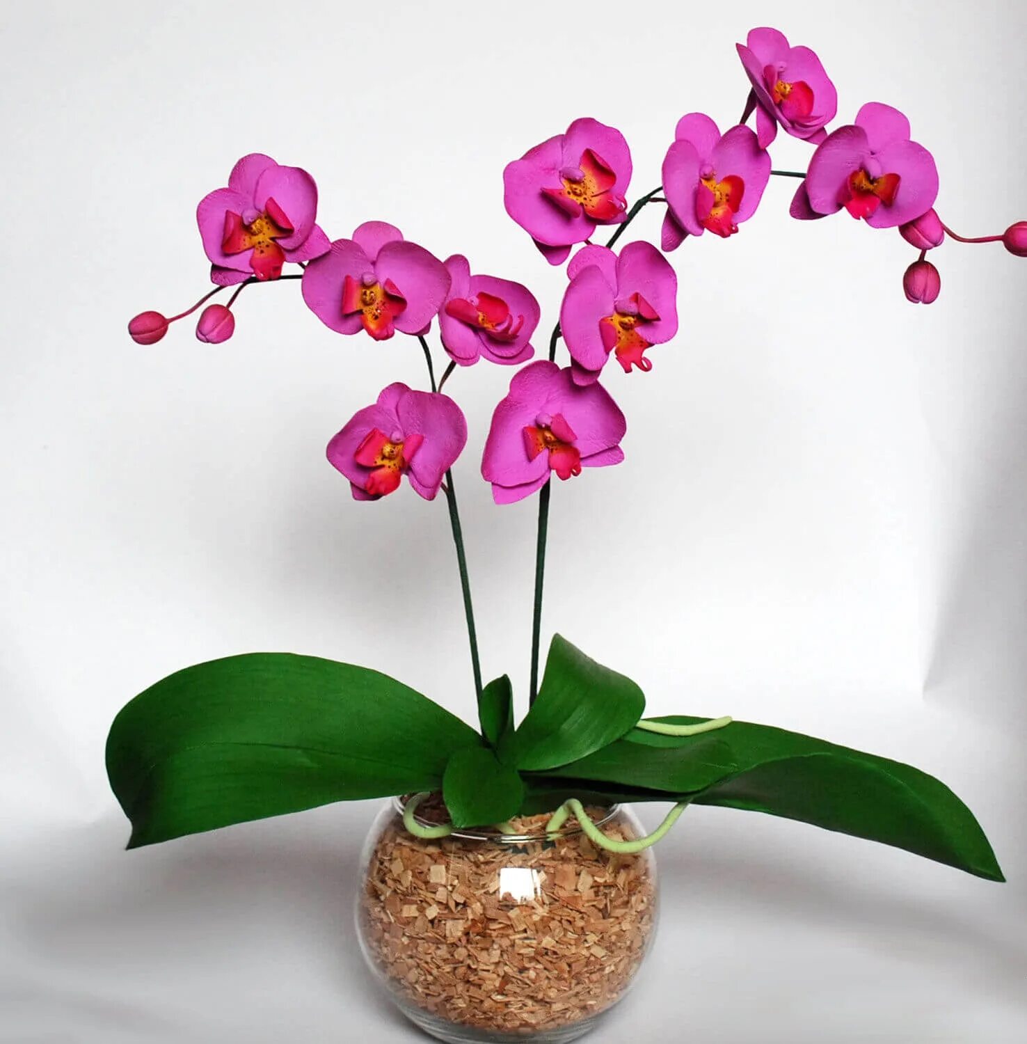 Фаленопсис kansas. Орхидея фаленопсис манхэттен. Орхидея ambiance phalaenopsis. Комнатная орхидея в горшке. Фаленопсис мультифлора delacroix.