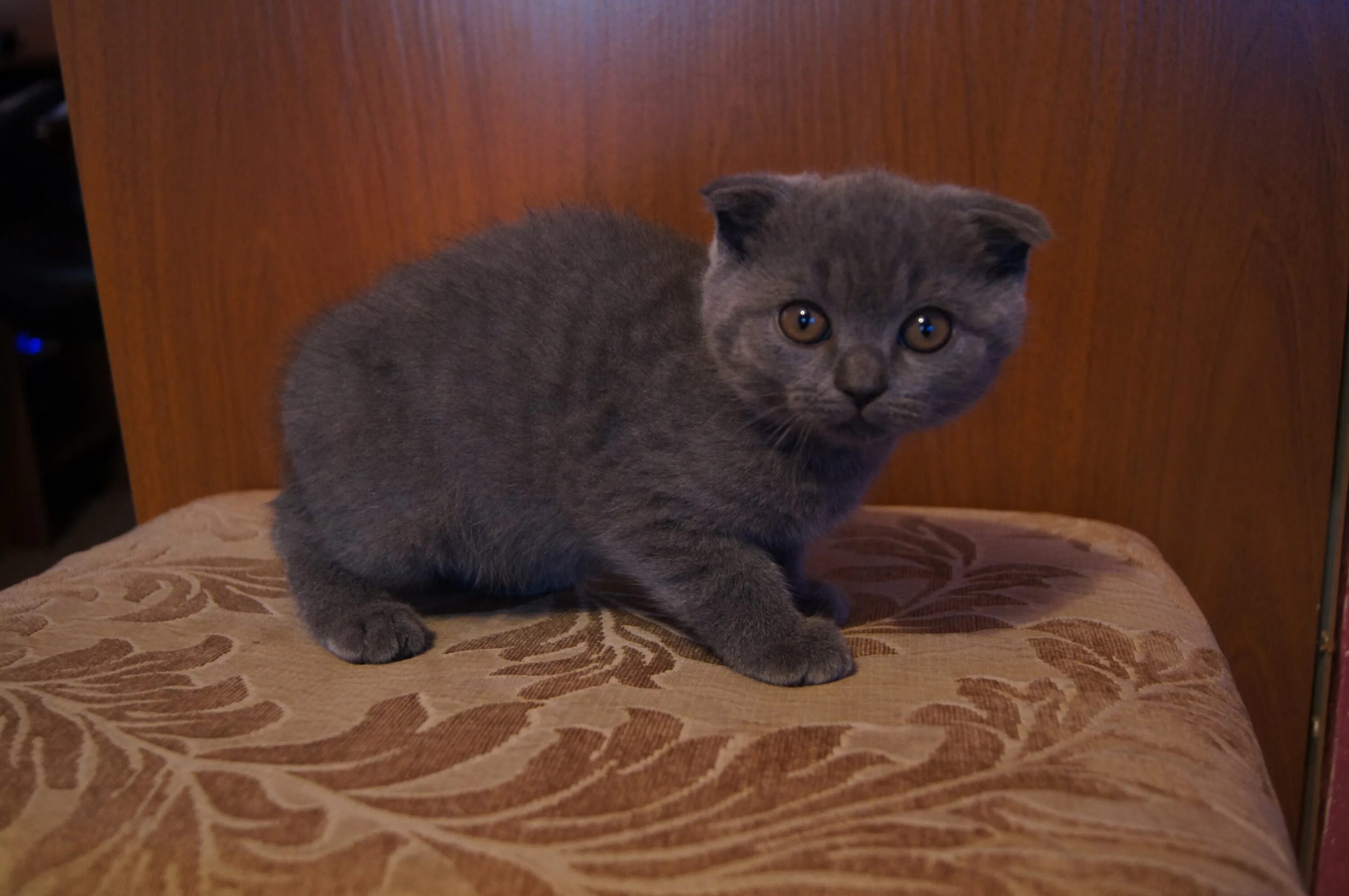 шотландские вислоухие коты. шотландская вислоухая кошка. домашний вислоухий кот. шотландский вислоухий кот скоттиш фолд. скоттиш-фолд шотландская вислоухая.