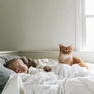 Кошка в семью с детьми