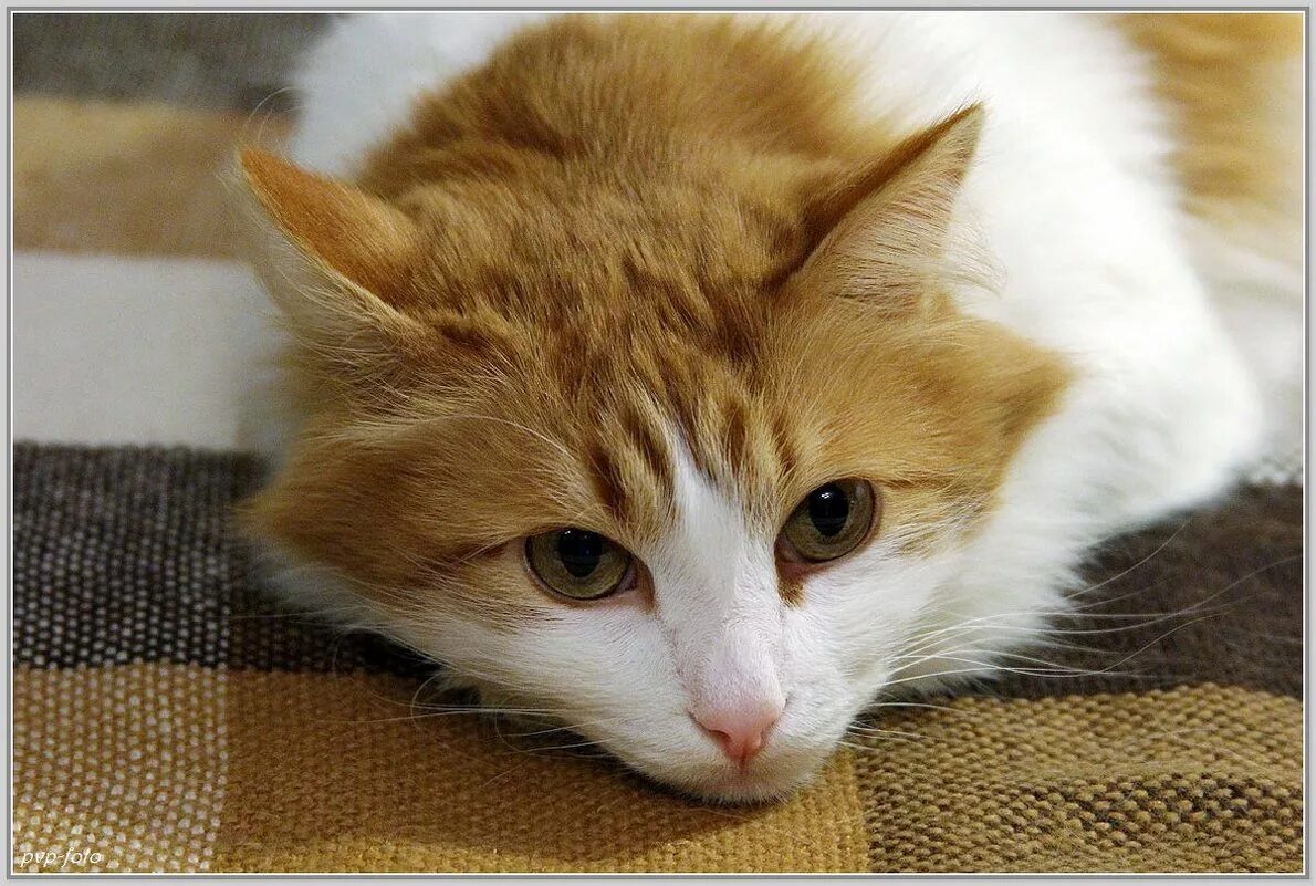 наш марсик. котик марсик. кот марсик пермь. марсик марсик. котик марсик чёрный.