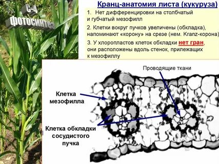 4 растения