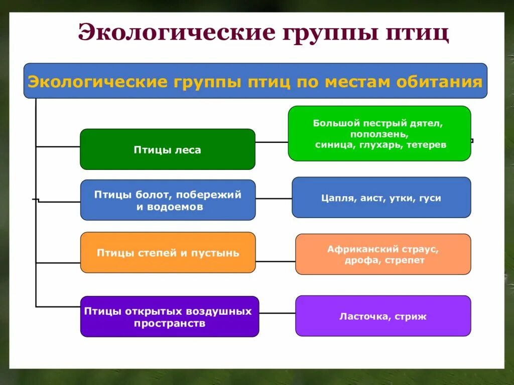 Какие экологические группы существуют