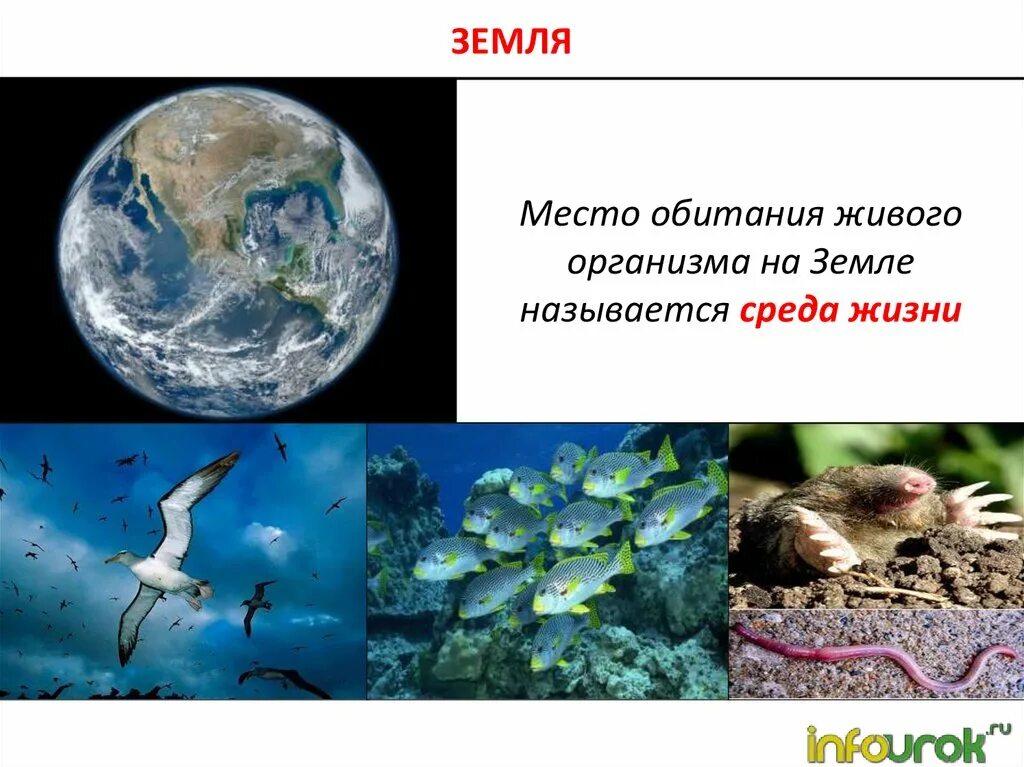 Какие среды обитания на земле. Среды обитания живых организмов. Среды жизни. Планета земля живые организмы. Среды жизни на планете.