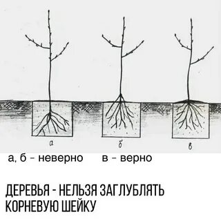 Яблоня как сажать