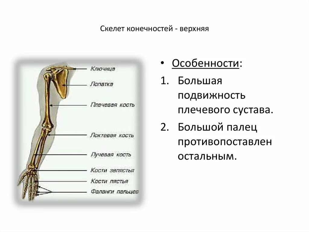 Отделы скелета верхней конечности. Строение пояса верхних конечностей человека. Кости пояса верхней конечности человека анатомия. Скелет свободной верхней конечности анатомия. Самая крупная кость свободных конечностей