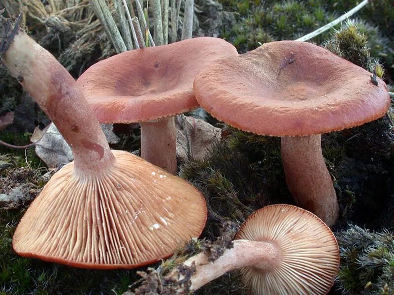 Большие пластинчатые грибы. Гриб млечник горькушка. Горькушка (Lactarius Rufus). Груздь горькушка. Lactarius Rufus гриб.
