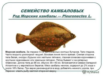 Почему камбала плоская