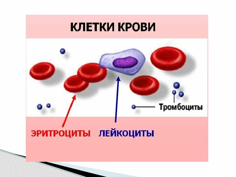 Эритроциты лейкоциты тромбоциты рисунок. Схема эритроцитов лейкоцитов тромбоцитов. Клеточные компоненты крови. Эритроцит человека рисунок.