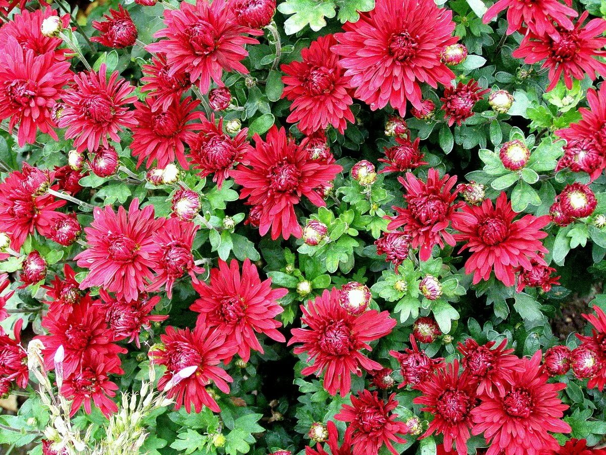 Хризантема корейская червона калына. Хризантема корейская червона калына. Хризантема червона калина. Хризантема корейская мерри. Хризантема корейская червона калына.