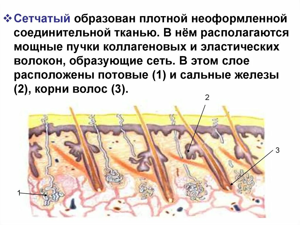 В каком слое расположены сальные железы. Потовые и сальные железы расположены в:. Потовые железы расположены в слой кожи. Потовые и сальные железы расположены в слое.