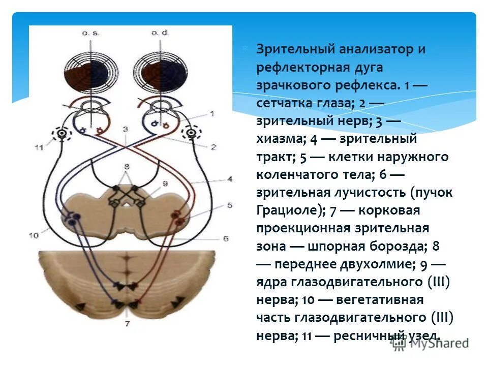 Дуга зрачкового рефлекса. Зрачковый рефлекс схема. Схема рефлекторной дуги сужения зрачка. Зрачковый рефлекс схема физиология. Рефлекторная дуга расширения зрачка схема.