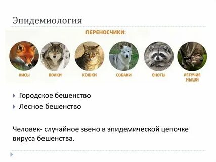 Стадии бешенства