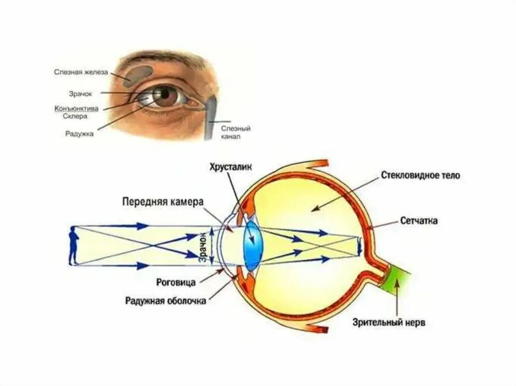 Глаз освещение. Зрачок сетчатка хрусталик. Схема прохождения света через оптическую систему глаза. Оптическое строение глаза человека. Строение глаза зрачок хрусталик сетчатка.