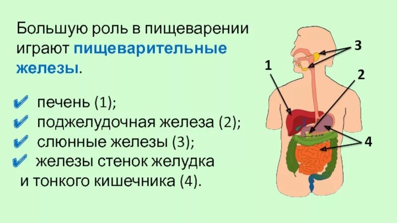 Строение пищеварительных желез. Крупные пищеварительные железы. Пищавари ельные железы. Крупные железы пищеварительного тракта. Строение и функции пищеварительных желез