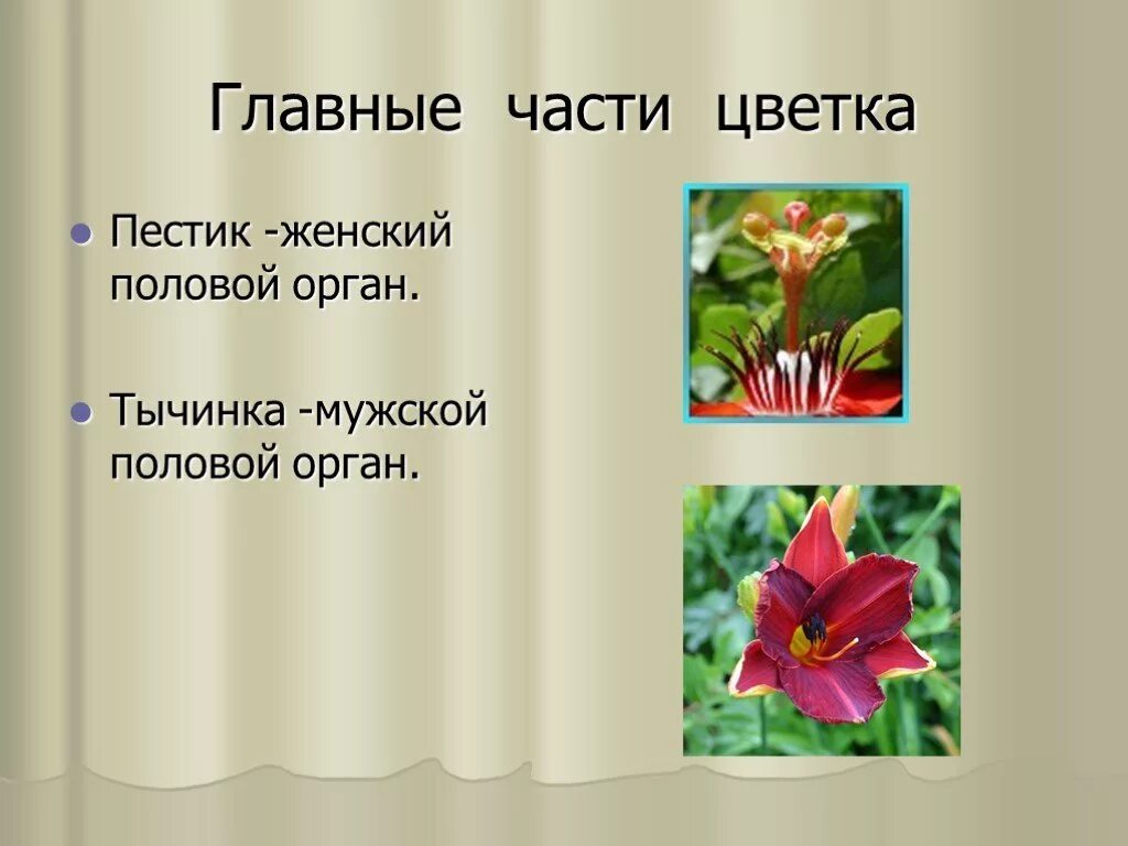 Женский половой орган цве ка. Мужской половой орган цветка пестик тычинка. Цветы женский и мужской половой. Мужские и женские половые органы цветка.