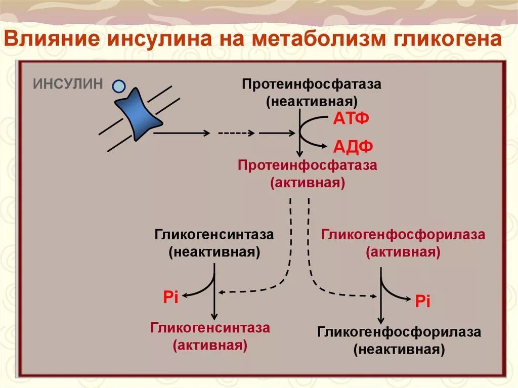 Инсулин стимулирует синтез гликогена. Механизм действия инсулина на гликогенсинтазу. Действие инсулина на метаболические процессы схема. Влияние инсулина на Синтез гликогена. Схема регуляции обмена гликогена инсулином.