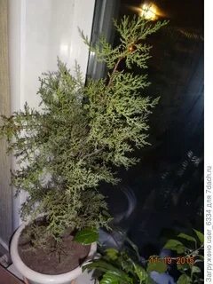 Кипарис пожелтел что делать