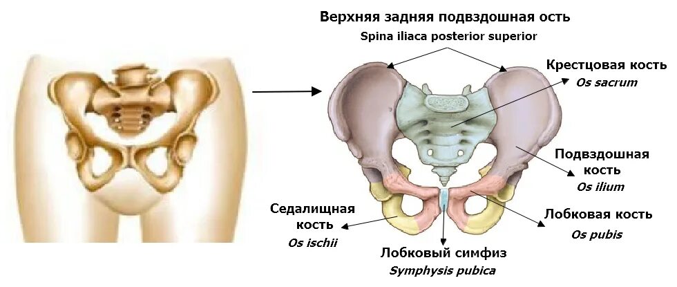 Передние ости подвздошных костей. Подвздошная кость таза анатомия. Задняя верхняя седалищная кость. Анатомия подвздошной кости. Подвздошная кость лобковая кость седалищная кость.