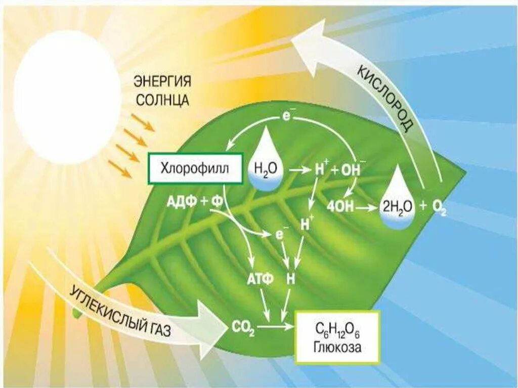 Хлорофилл схема фотосинтеза. Схема Солнечная энергия фотосинтез. Энергия солнечного света схема фотосинтеза. Хлорофилл в процессе фотосинтеза. Хлорофиллы поглощают свет