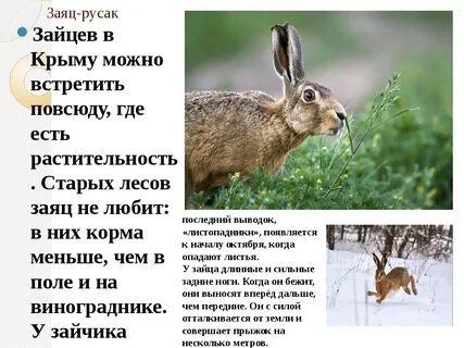 Заяц русак описание