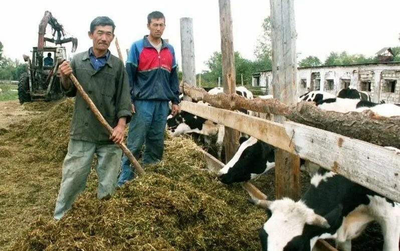 Скотник пастух прямой работодатель. Скотник зарплата. Профессия скотник. Ищу работу скотником. Скотник зарплата.
