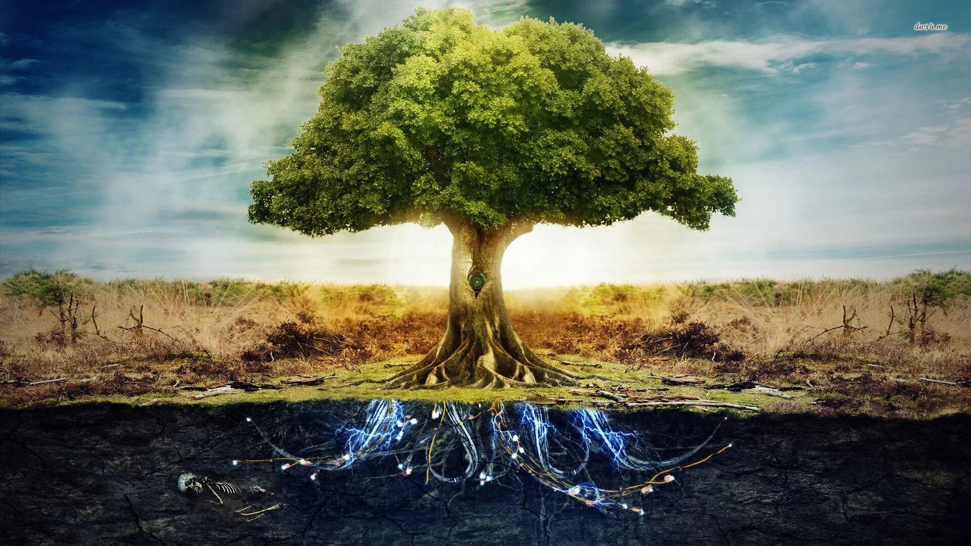 Tree tree shampoo