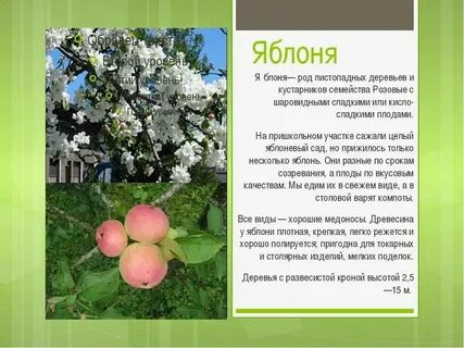 Яблоня 2 класс окружающий мир