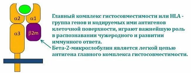 Бета в крови повышен. Бета-2 микроглобулин в крови анализ. Норма бета 2 микроглобулина в крови. В2 микроглобулин крови норма. В2 микроглобулин норма.