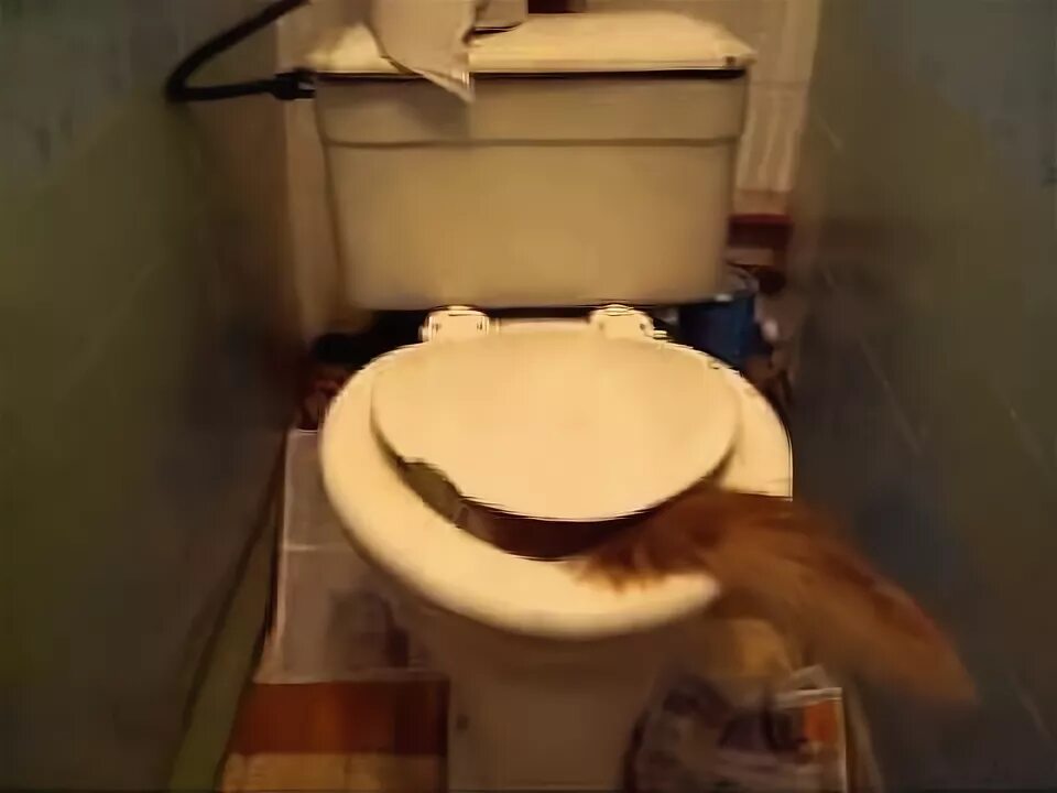 Кот в унитазе видео