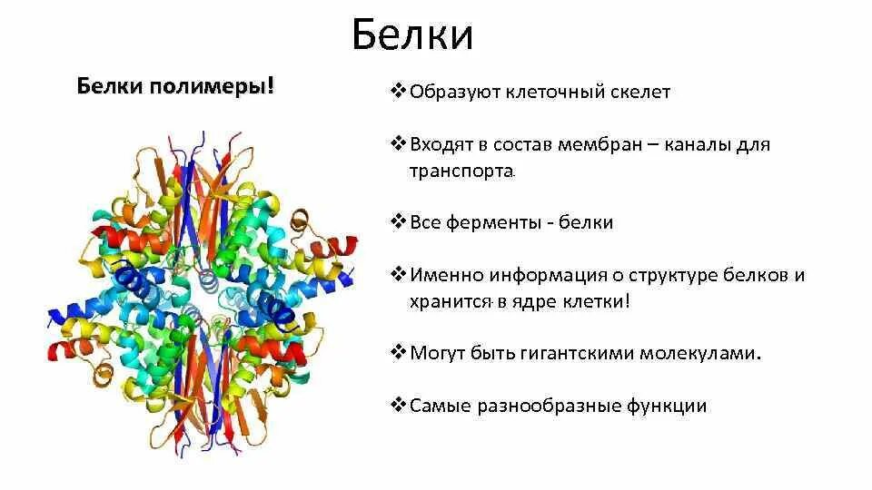 Белки входят в состав ядер. Элементы состава белков. Белок полимер. Белки в составе клетки. Химический состав клетки белки.