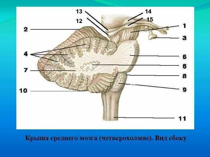 Крыша среднего мозга. Верхние холмики крыши среднего мозга. крыша среднего мозга (пластинка четверохолмия). пластинка крыши среднего мозга латынь. крыша среднего мозга четверохолмие.