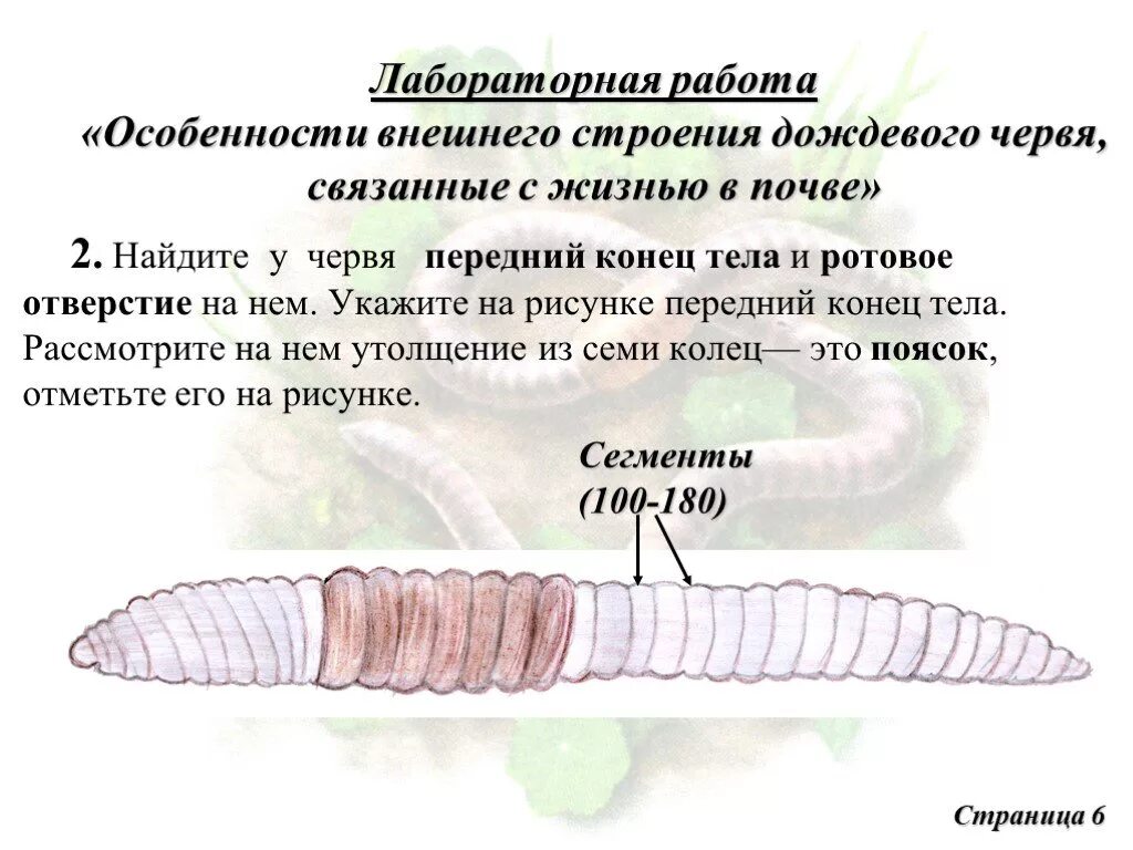 Строение дождевого червя. Лабораторная 7 класс биология внешнее строение дождевого червя. Лабораторная работа по биологии 7 класс дождевой червь. Внешнее строение дождевого червя лабораторная. Внешнее строение дождевого червя рисунок
