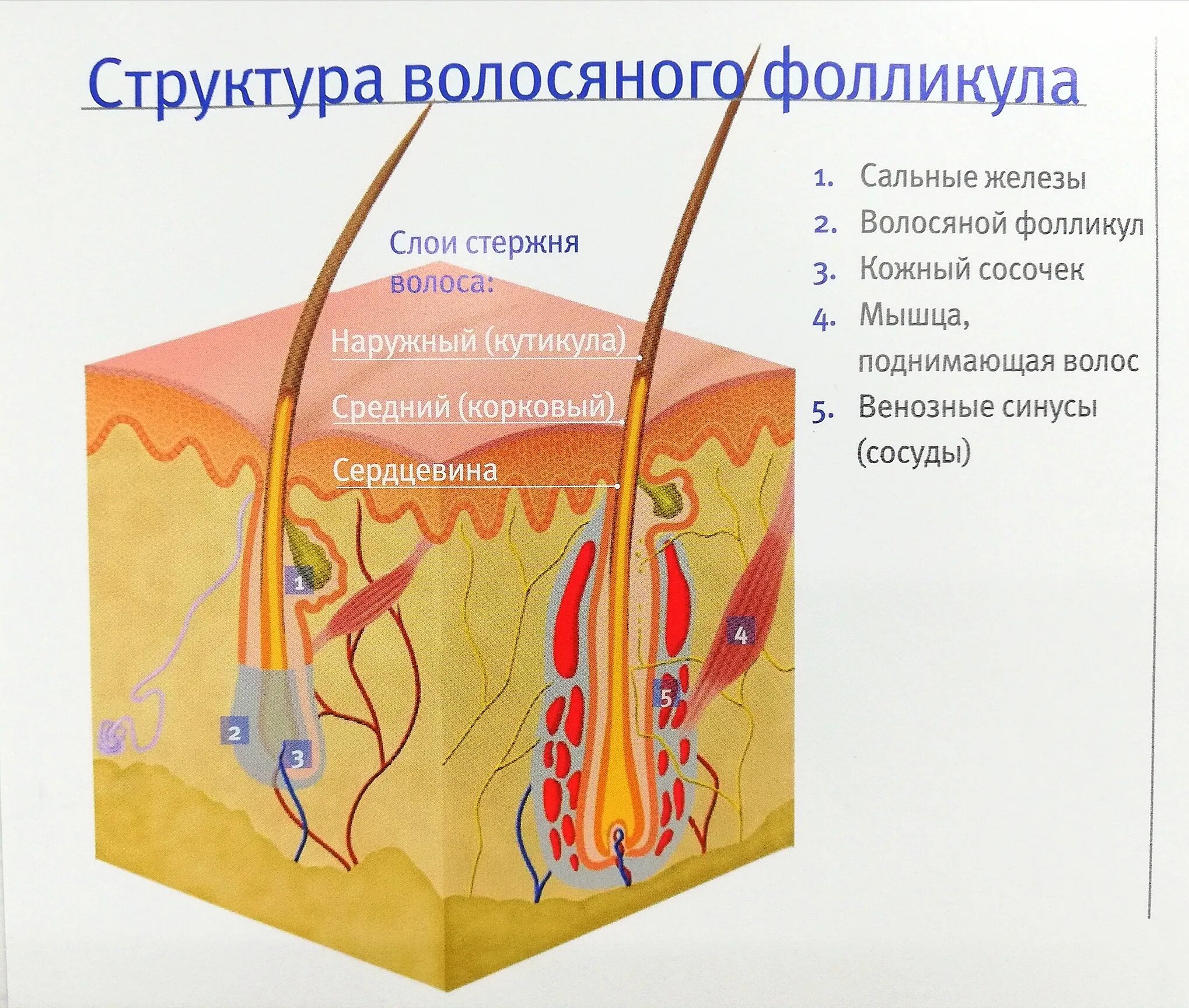 Корень волоса погружен в окруженную. Строение волосяного фолликула. Строение волосяного фолликула схема. Строение волоса и волосяного фолликула. Волосяной мешочек строение.