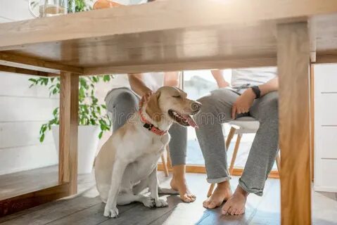 The dog is behind the table