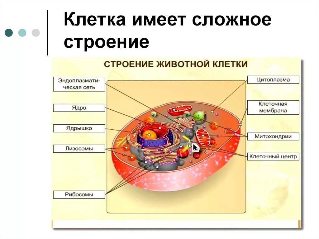 Строение клетки. Строение клетки животных. Клетка животных имеет. Строение имеет клетка.