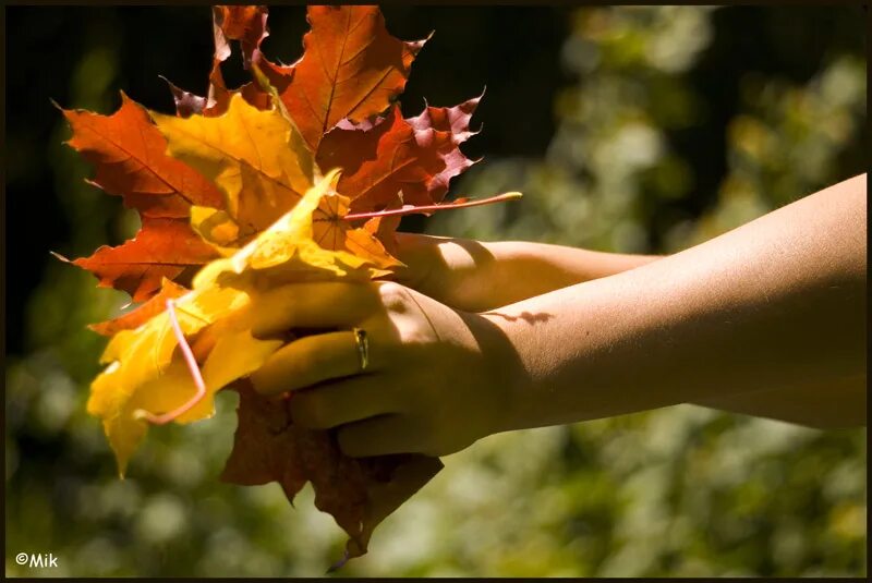 Осенний листочек в руке. Букет листьев в руках. Осень листья. Букет из желтых листьев. Желтый лист в руке.
