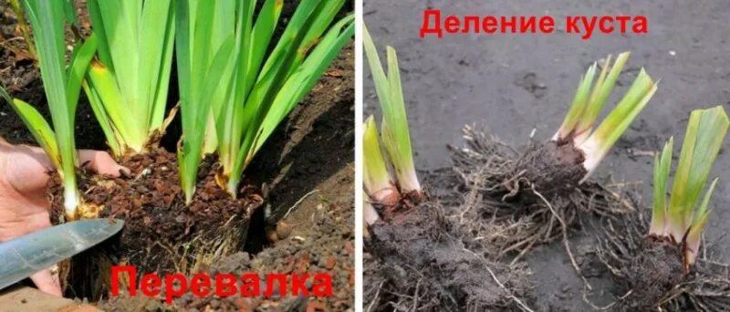 How to divide iris rhizomes Iris rhizomes, Rhizome, Bearded iris