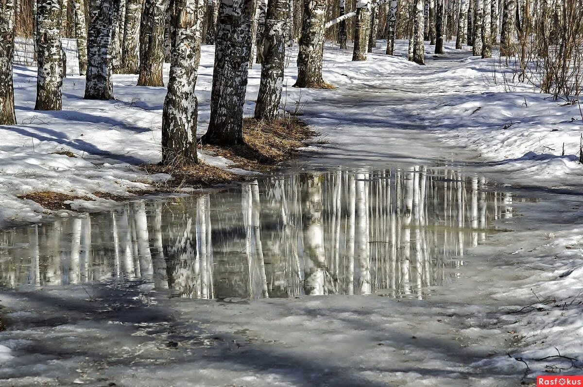 Весенняя вода разлилась затопив березовую рощу. Весенняя вода разлилась затопив березовую рощу. Половодье» шишкин. Весна в лесу. Весенняя вода разлилась затопив березовую рощу.