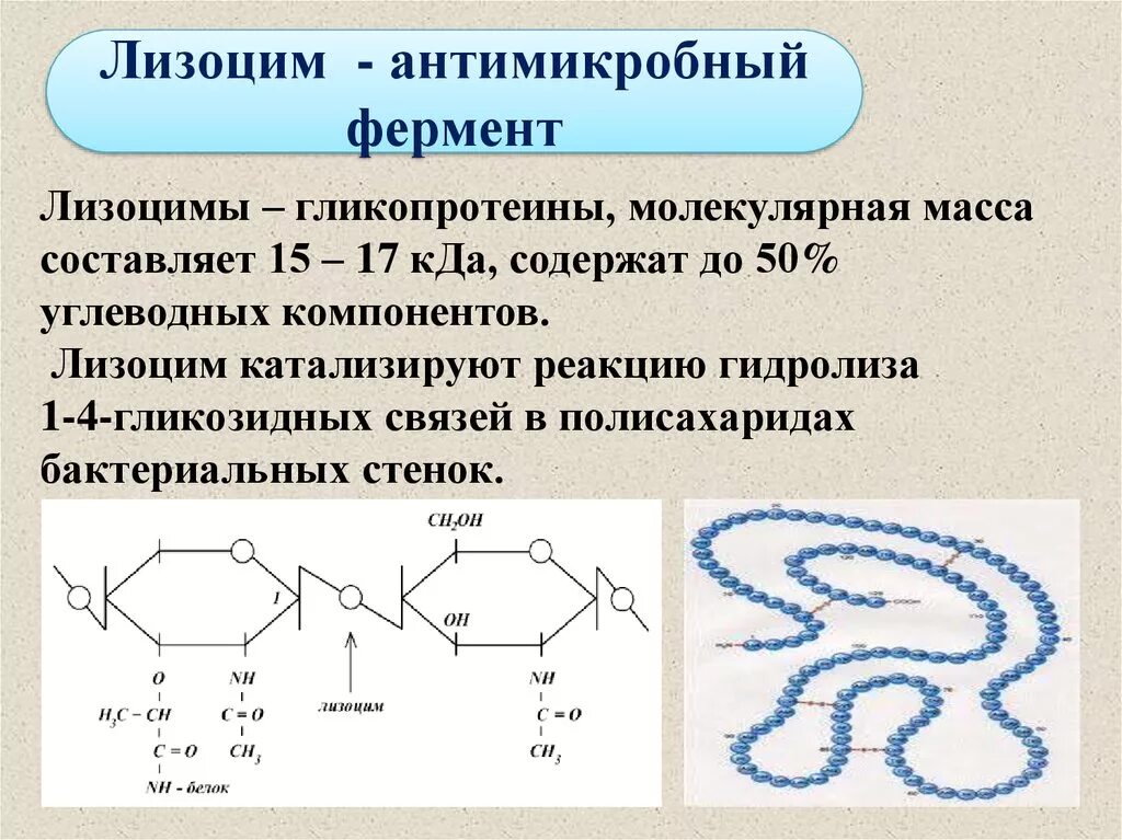 Лизоцим аминокислота