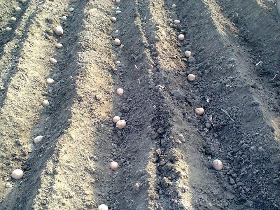 Гребневая технология возделывания картофеля. Дачный. Картошка под землей. Поле под картошку. Посадка картофель в почве.