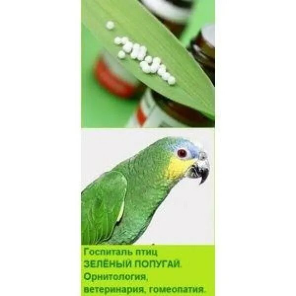 Зеленый попугай балашиха отзывы. Зеленый попугай балашиха отзывы. Большие зеленые попугаи. Приют зеленый попугай. Знает девочка и мальчик и зеленый попугай.