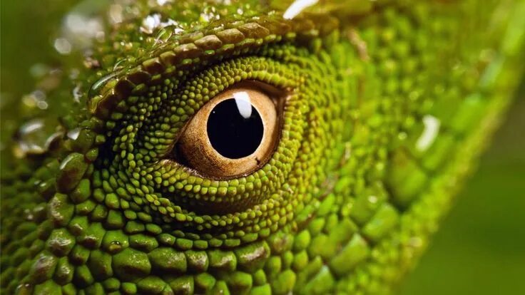 Pin by КУКУЦАП on РЕТИЛИИ Animals, Snake, Beautiful snakes
