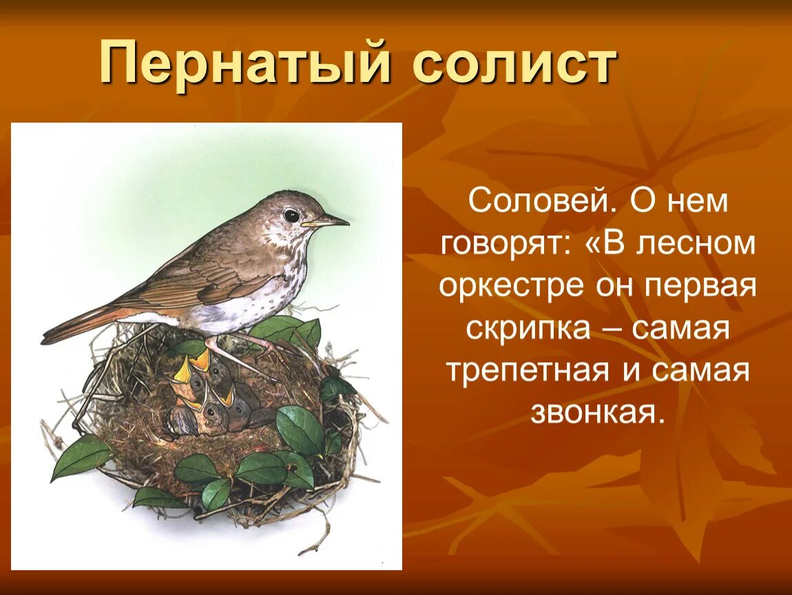 Соловей. Соловей описание. Птицы для детей дошкольного возраста Соловей. Доклад про соловья. Загадка про соловья