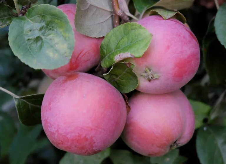 Яблонька розовый налив. Яблоня "розовый налив" (Malus domestica). Яблоня розовый Канвиль. Полукарлик розовый налив. Сорт розовый налив