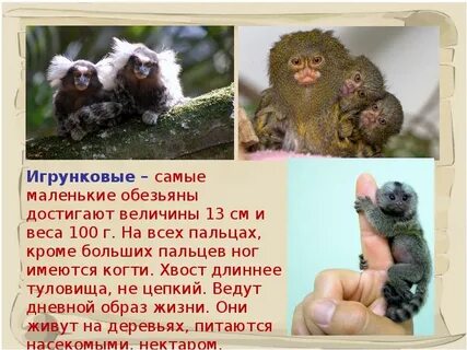 Обезьяна предложение