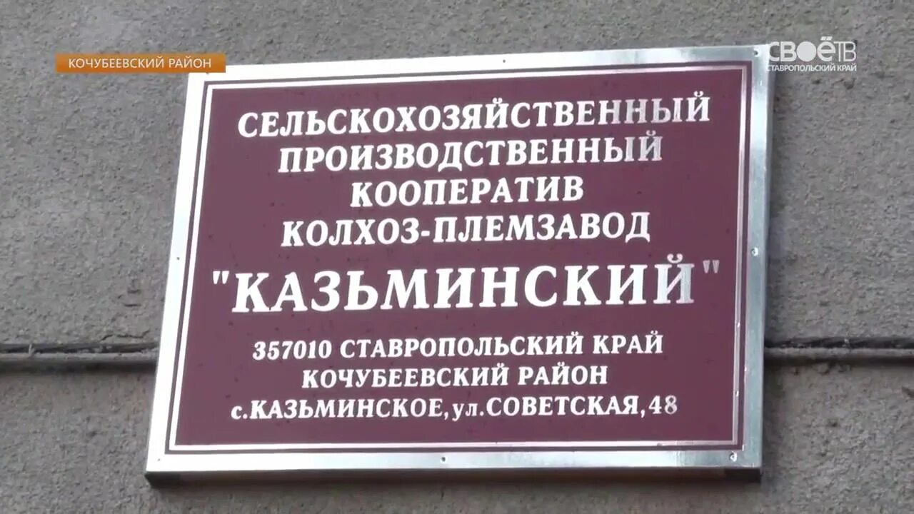 Погода в казьминском кочубеевского района ставропольского края. Колхоз Племзавод Казьминский Ставропольский край. Колхоз Казьминский Кочубеевский район. СПК колхоз Правокумский. СПК КП Казьминский Ставропольский край.