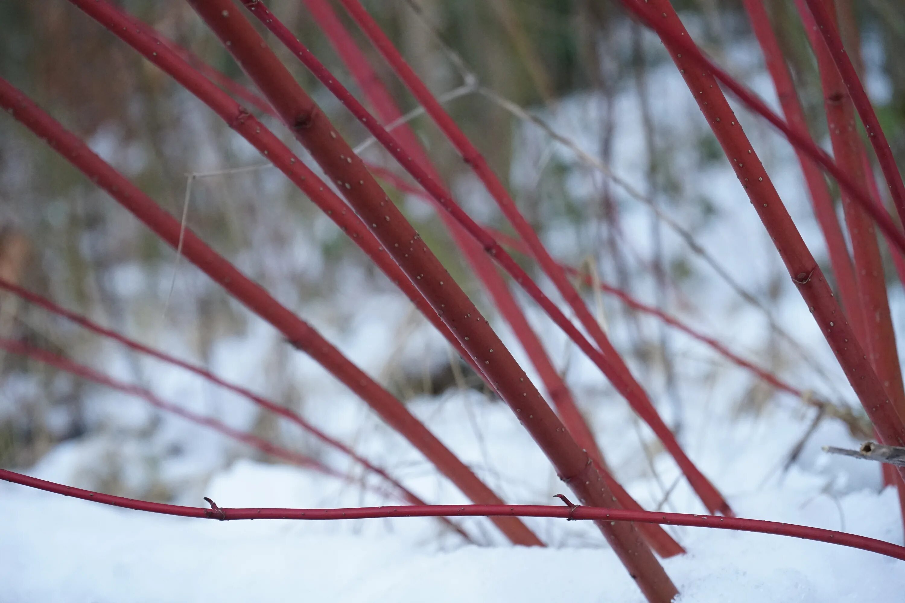 Кустарник с красными ветками. Cornus sanguinea - кизил. Красный Сибирика дерен. Дерен красный зимой. Дерен белый ветка.