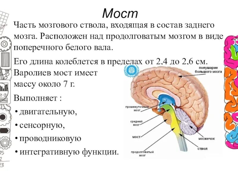 Что входит в состав заднего мозга. Продолговатый и задний мозг. Продолговатый мозг задний мозг. . Части мозгового ствола, входящая в состав заднего мозга. Задний мозг и ствол мозга.