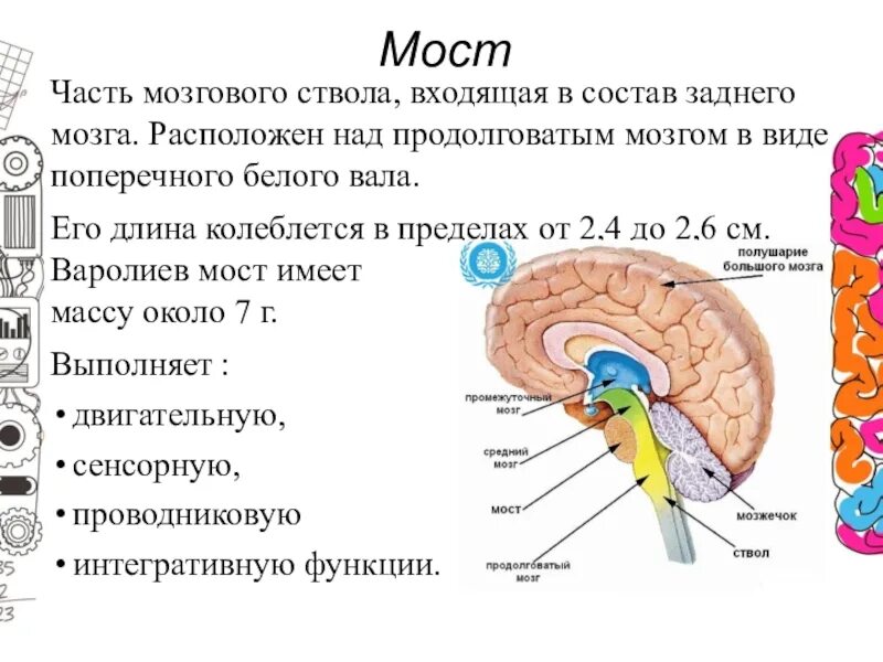 Продолговатый и задний мозг. Продолговатый мозг задний мозг. . Части мозгового ствола, входящая в состав заднего мозга. Задний мозг и ствол мозга. В ствол головного мозга входят отделы